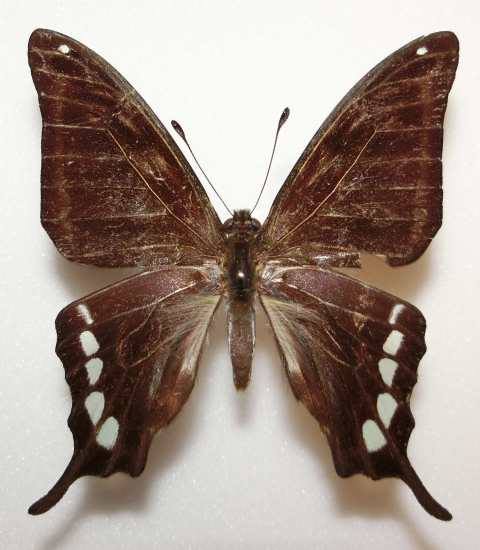 Graphium cloanthus (aberration, Taiwan) (Internet Image property of respective owner, non-commercial use only)